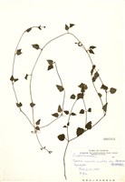 藏品(倒地蜈蚣)的圖片